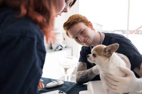 Två elever på djurvård undersöker en hund på en veterinärsklinik.