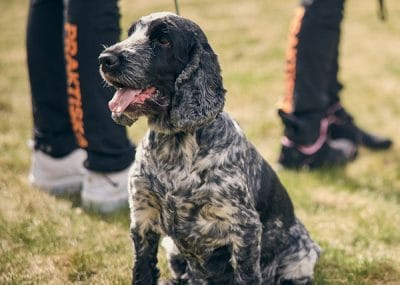 En cocker spaniel hund
